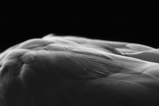 Abstract Studio Portrait Of A Pet Cockatiel