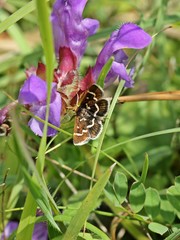 Der Zünsler Pyrausta nigrata auf Großblütiger Braunelle (Prunella grandiflora)