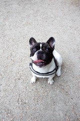 Bouledogue français assis tirant la langue