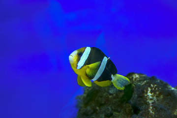 Fototapeta na wymiar Beautiful fish in the aquarium
