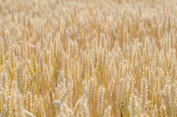 Cereal field ready for harvesting