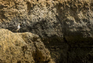 The seagull observes from the rock