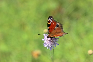 Tagpfauenauge (Aglais io) auf Ackerwitwenblume (Knautia arvensis)
