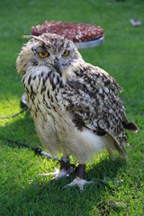 rock eagle-owl