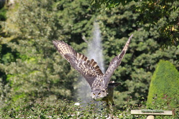 rock eagle-owl