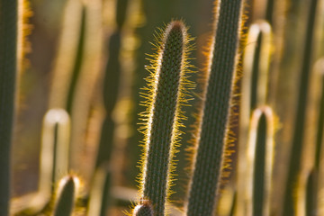 Phenix Arizona, USA, 2017, cactus plants with animals