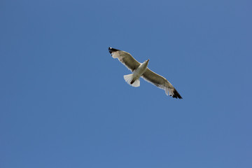 Seagull flying in sky