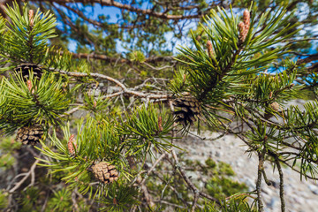 Fir Branch With Pine Cone
