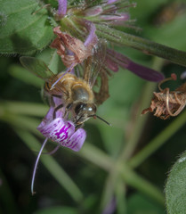 African Honey Bee.
