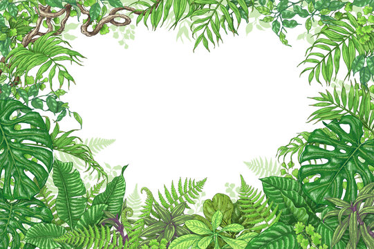 Tropical Plants Rectangle Frame
