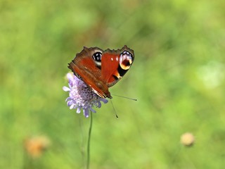 Tagpfauenauge (Aglais io) auf Ackerwitwenblume (Knautia arvensis)
