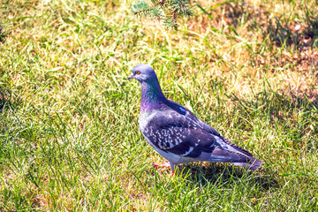 Gray pigeon in summer stands on green grass