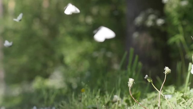 many white butterflies, slow motion