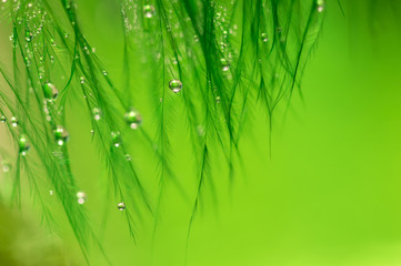 Feather bird green with water droplets . Delicate and beautiful macro of feathers.The pen is in the form of a curtain.