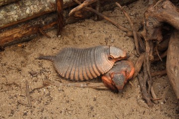 La sieste des Tatous