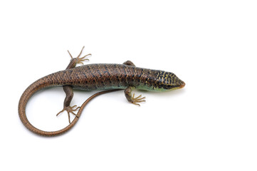 Olive tree skink isolated on white background