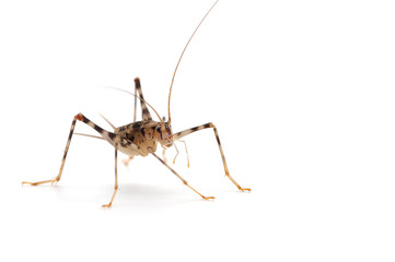Cricket isolated on white background