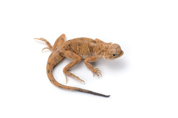 White-lined Toadhead Agama isolated on white background