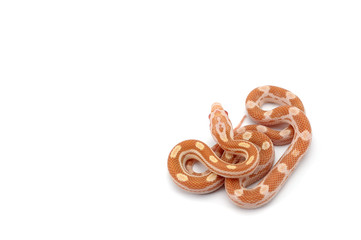 Corn snake isolated on white background