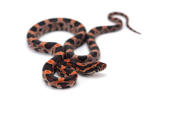 Corn snake isolated on white background