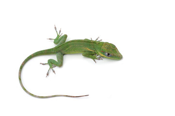 Knight Anole isolated on white background