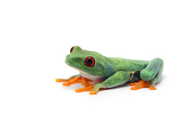 Red eyed tree frog isolated on white background