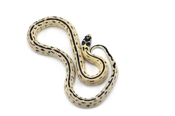 King snake isolated on white background