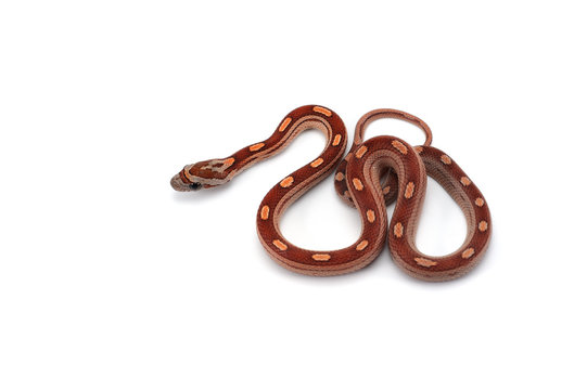 Corn snake isolated on white background