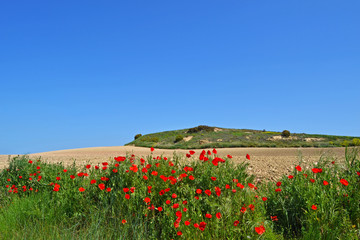 Obraz premium Poppy field. A poppy field in the height of summer.