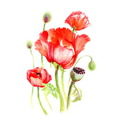 Wildflower poppy flower in a watercolor style isolated. Full name of the plant: poppies. Aquarelle wild flower for background, texture, wrapper pattern, frame or border.