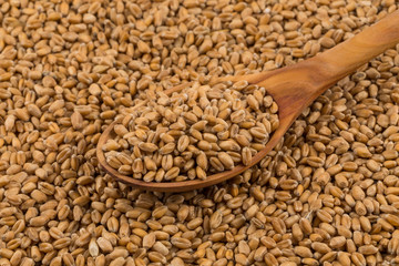 Wheat grain on white