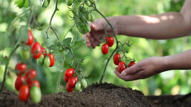 Hands touches plants of cherry tomatoes control quality and  cure the vegetable garden