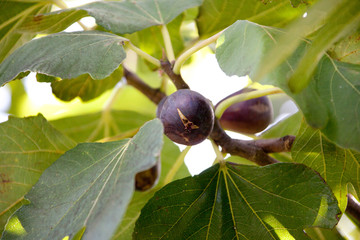 Sicily, Italy, Italia, Volcan Ethna, with lava fields from eruption and sulfur