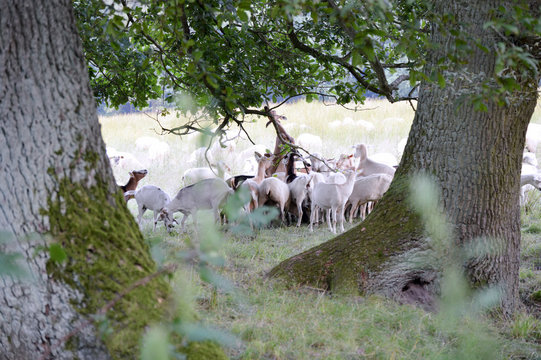 Ziegen unter einem Baum in der Lohe