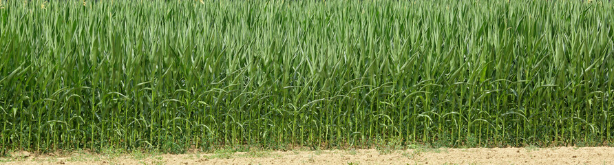Green corn field