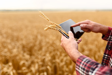 Smart farming using modern technologies in agriculture. Man agronomist farmer with digital tablet computer in wheat field using apps and internet, selective focus - obrazy, fototapety, plakaty