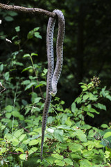 couleuvre dans la forêt 