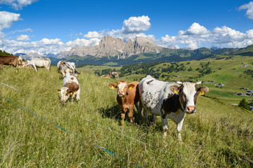 Fototapeta na wymiar Kühe auf der Seiser Alm / Südtirol