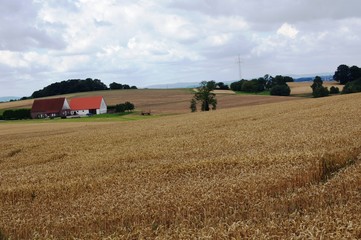 Fototapeta na wymiar Weizenfeld, wheat field