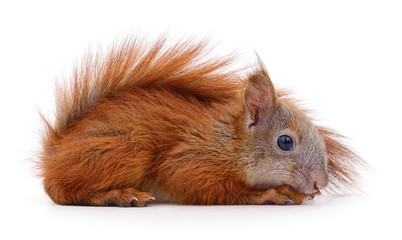 Eurasian red squirrel.