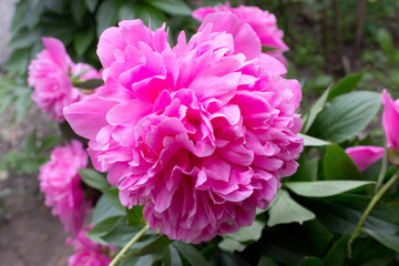 Obraz premium Kwiat piwonii