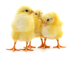 Three cute chicks.