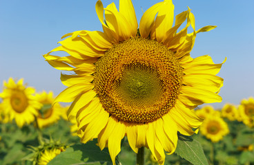 Naklejka premium Sunflower in the open field, beautiful sunny day