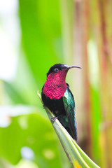 Hummingbird with red neck