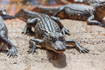 Florida, USA,  Everglades, Aligators, crocodiles and birds, fishing