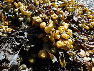 Wrack seaweed © carina on IsleOfSkye