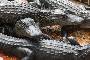 Florida, USA,  Everglades, Aligators, crocodiles and birds, fishing