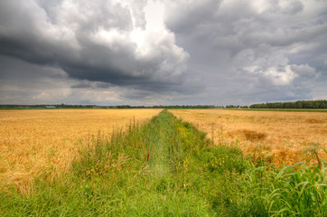 Deferred maintenance of a ditch, filled with weeds, in farmland