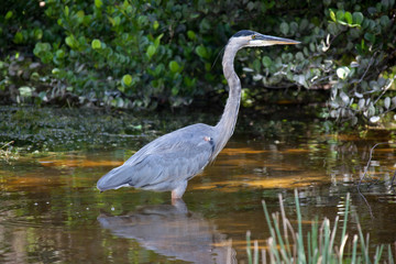 Florida, USA,  Everglades, Aligators, crocodiles and birds, fishing