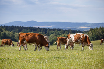 Fototapeta na wymiar Herd of cows and calves grazing on a green meadow